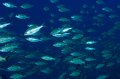 Bora Bora 2011-35